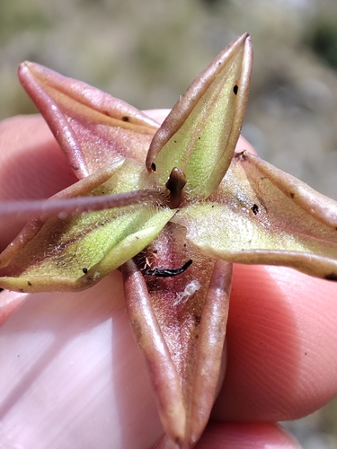 Pinguicula involuta