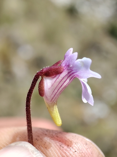 Pinguicula involuta