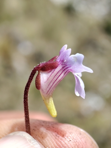Pinguicula involuta