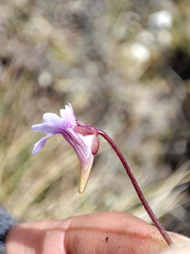 Pinguicula involuta