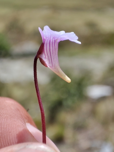 Pinguicula involuta