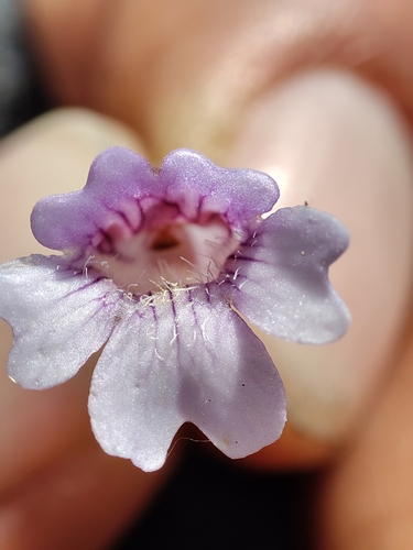 Pinguicula involuta