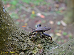 Pseudomictis obtusispinus