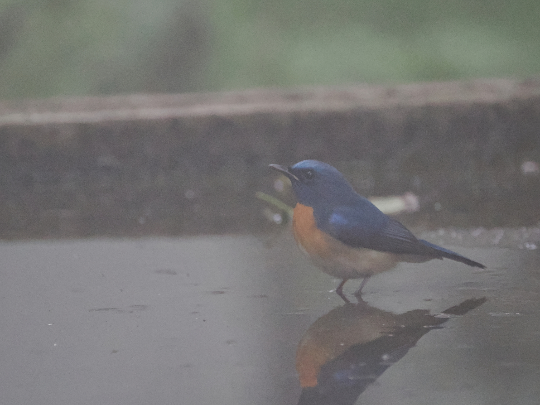Blue-throated Blue Flycatcher