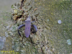 Pseudomictis obtusispinus