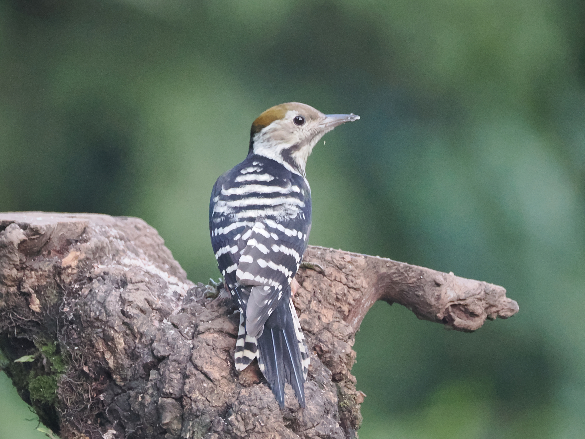 Brown-fronted Woodpecker
