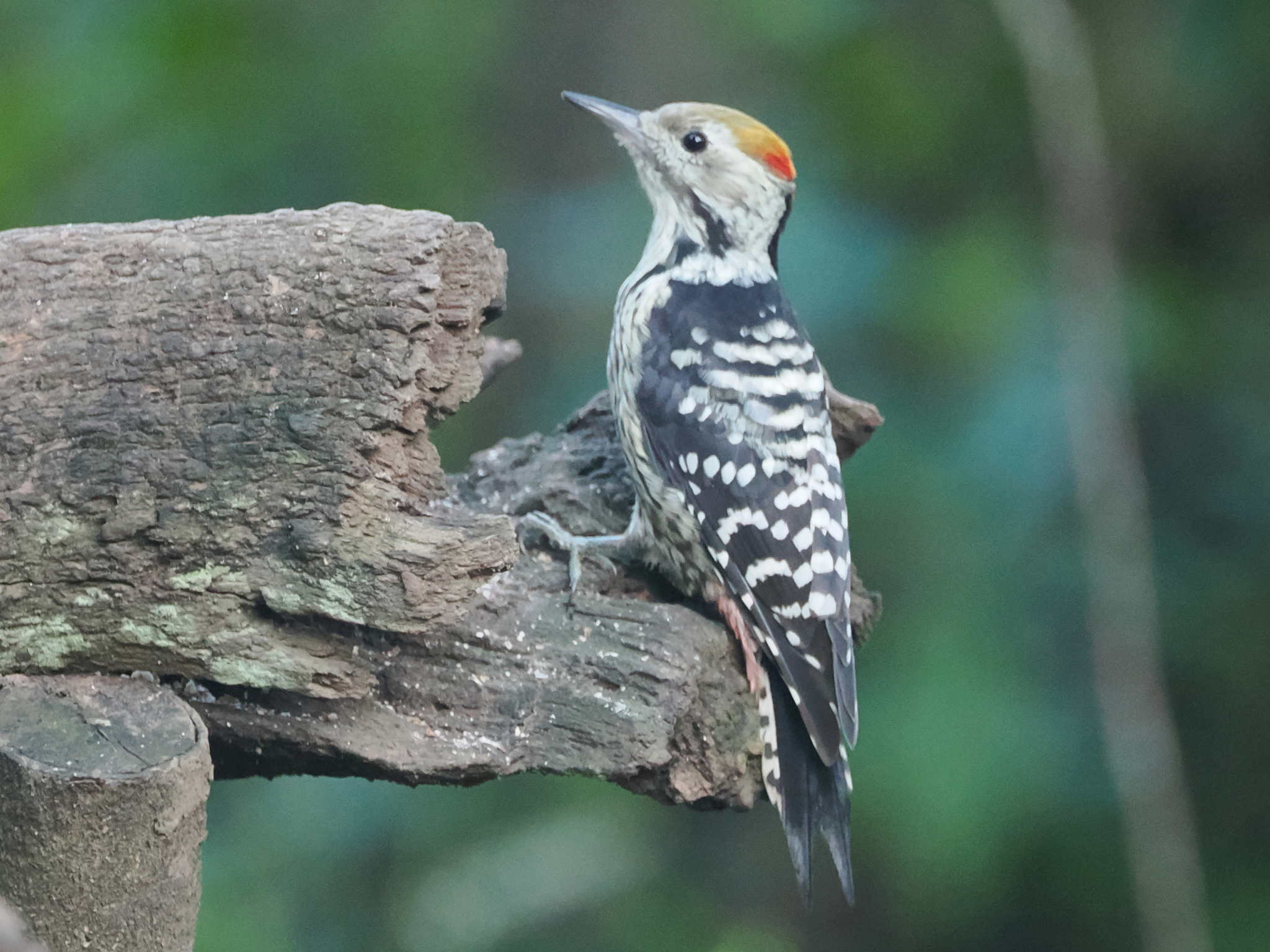 Brown-fronted Woodpecker