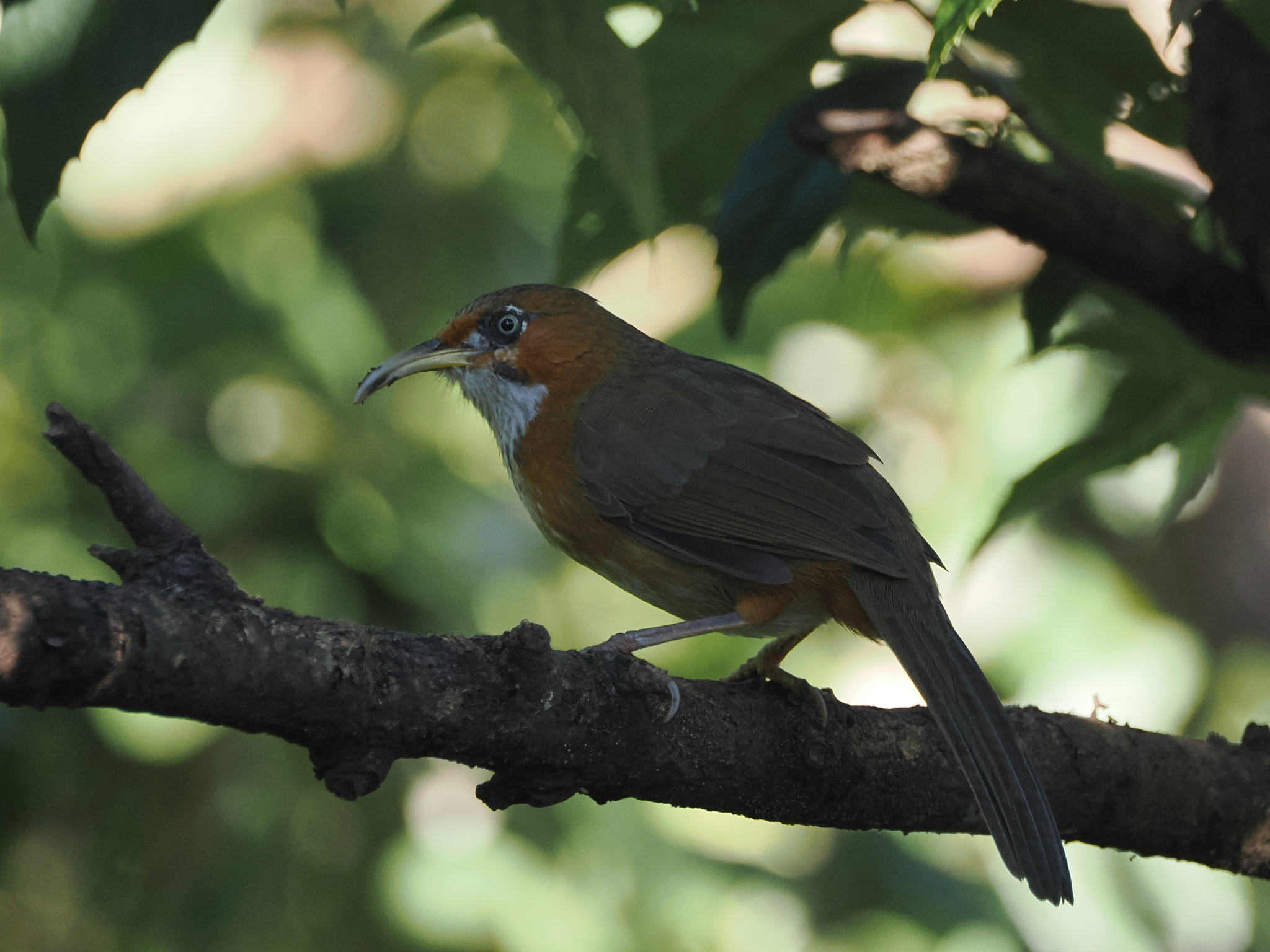 Rusty-cheeked Scimitar Babbler