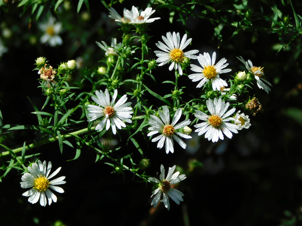 Symphyotrichum pilosum