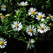 Symphyotrichum pilosum - Photo (c) Michael J. Papay, algunos derechos reservados (CC BY), subido por Michael J. Papay