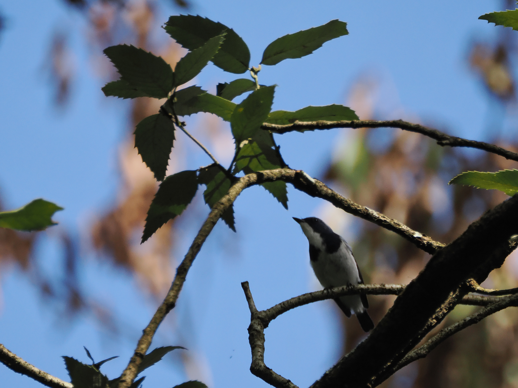 Ultramarine Flycatcher