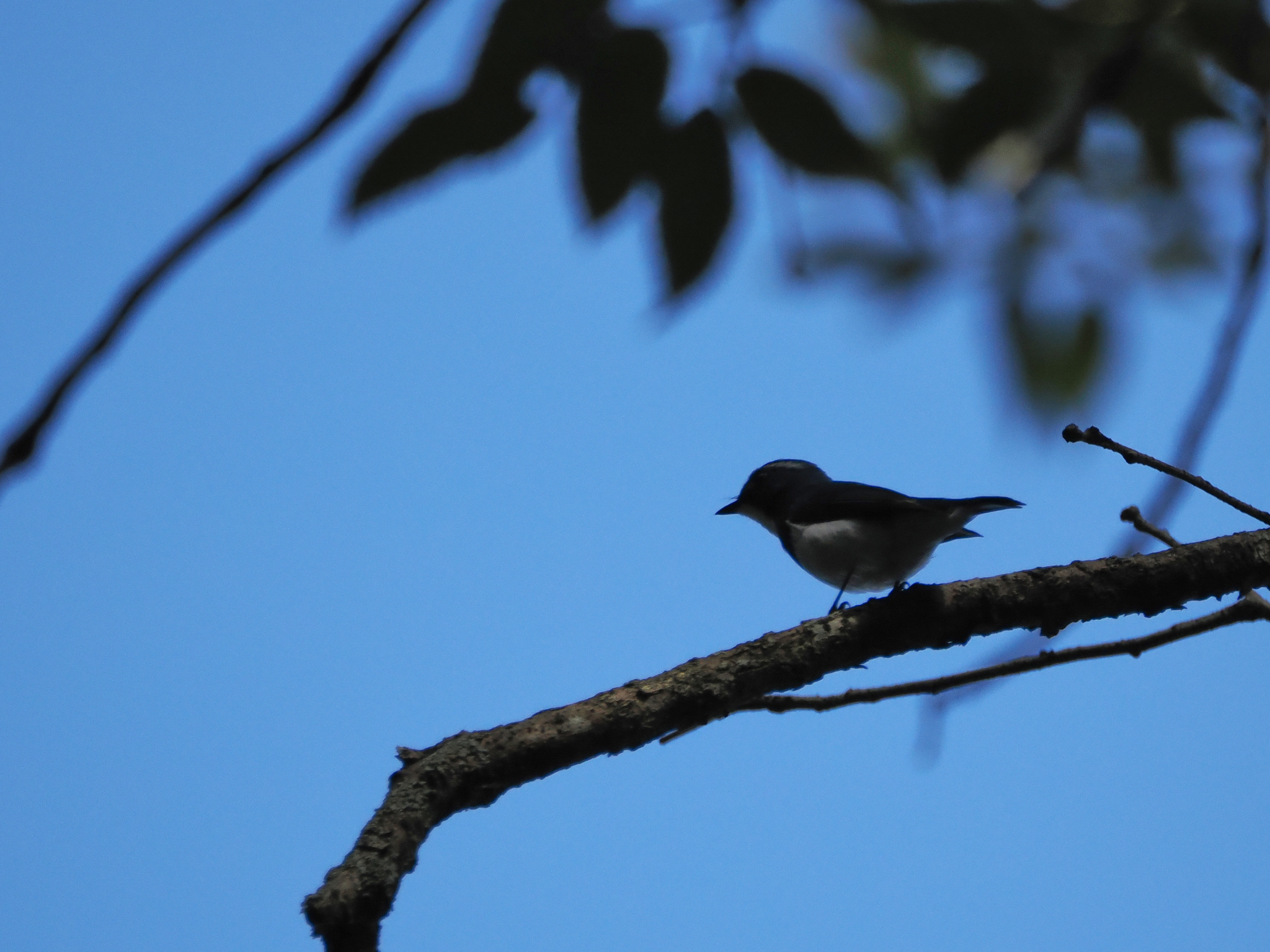 Ultramarine Flycatcher