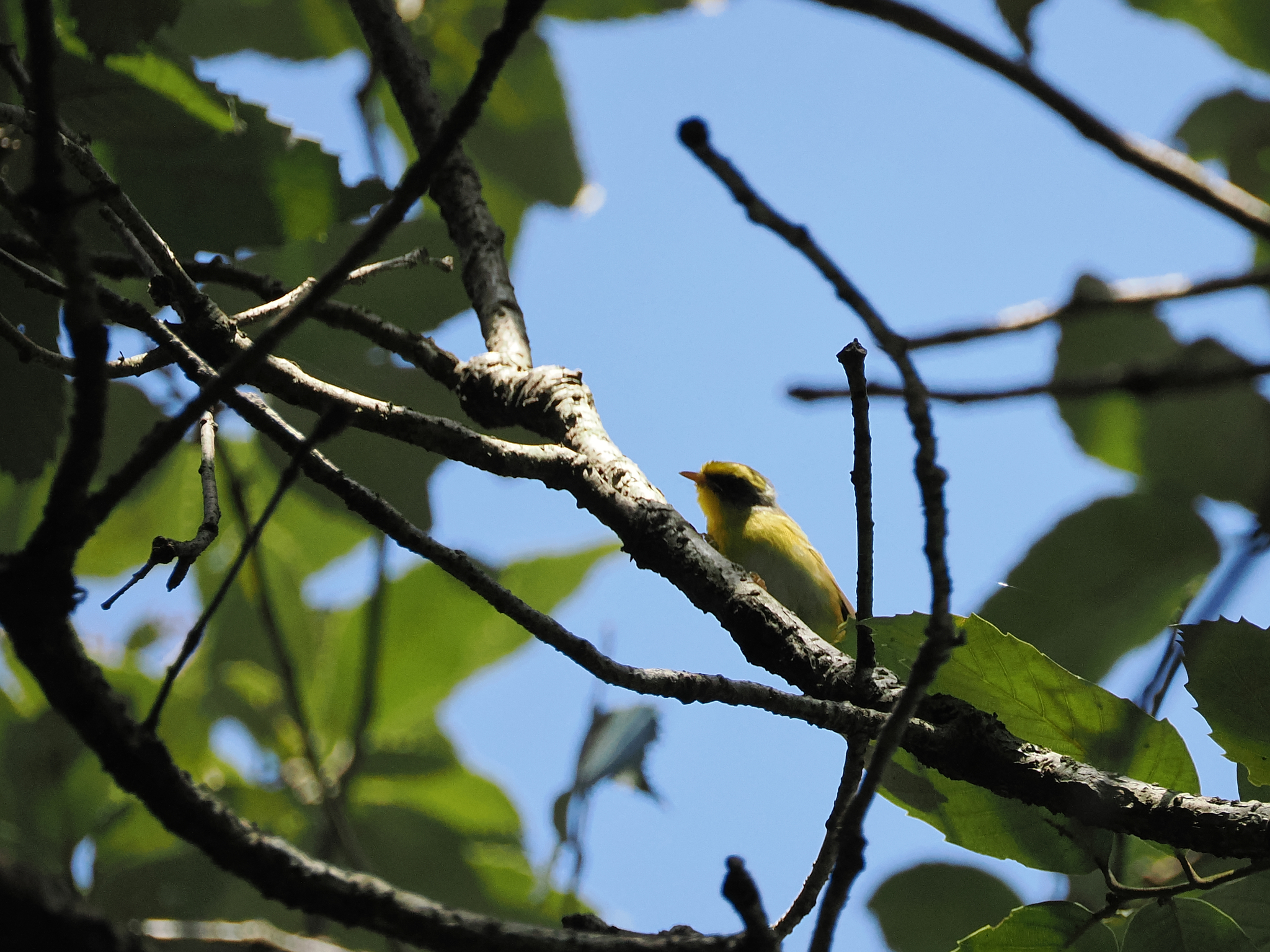 Black-faced Warbler