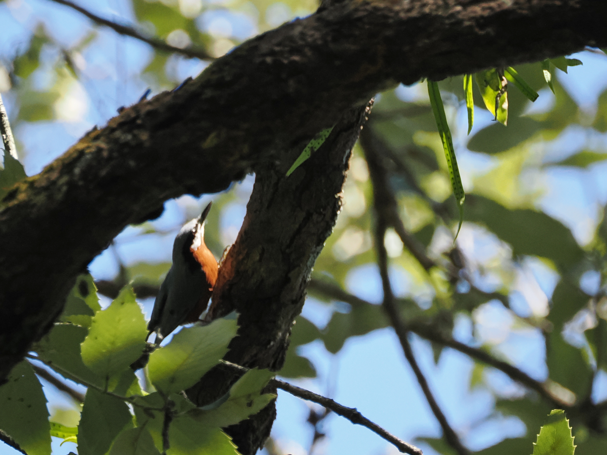 Chestnut-bellied Nuthatch