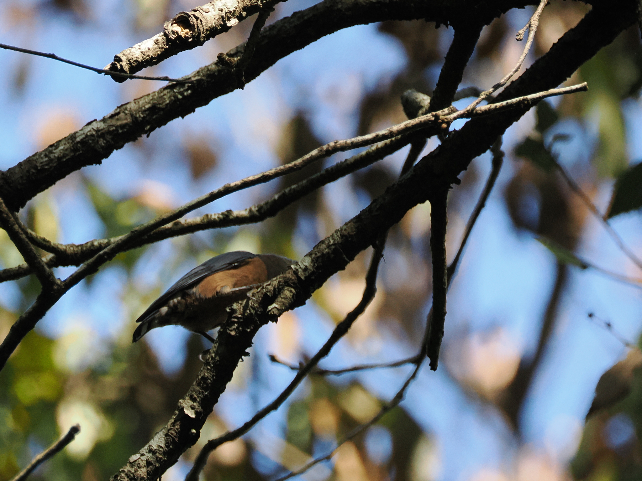 Chestnut-bellied Nuthatch