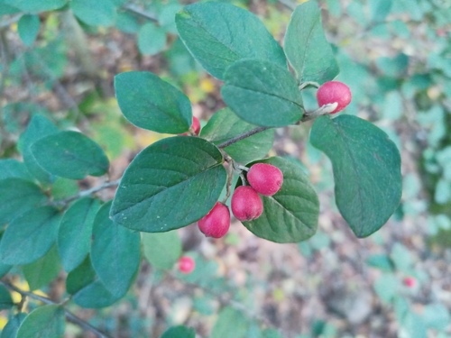 Image of Cotoneaster fangianus by (c) Michal Honskus, some rights reserved (CC BY)