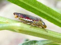Homalodisca liturata