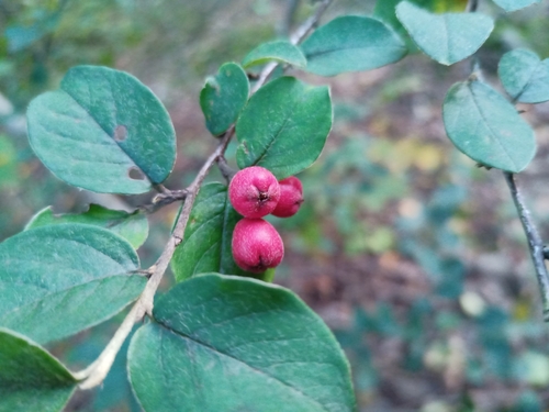 Image of Cotoneaster fangianus by (c) Michal Honskus, some rights reserved (CC BY)