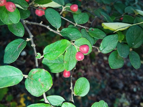 Image of Cotoneaster fangianus by (c) Michal Honskus, some rights reserved (CC BY)
