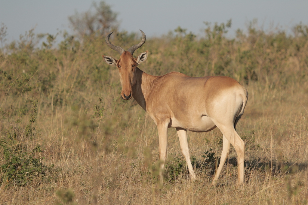 Alcelaphus buselaphus cokii, Mara, Kenya, by bradleyfishes