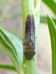 Homalodisca liturata