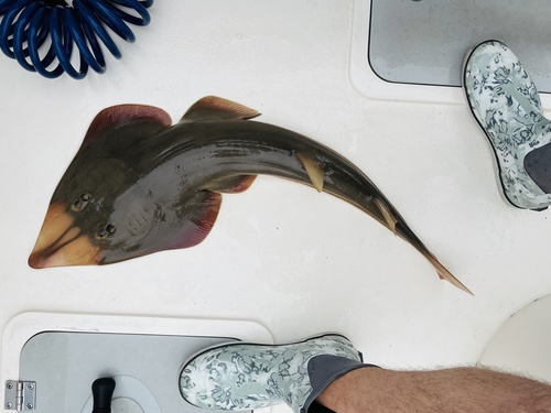 Shovelnose Guitarfish, photo 6 of 10