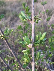 Citharexylum lycioides
