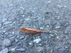 Psychoglypha bella
