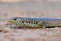 Many-Scaled Cylindrical Skink photo 4