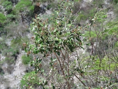 Nahuatlea hypoleuca