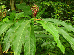Alpinia uraiensis