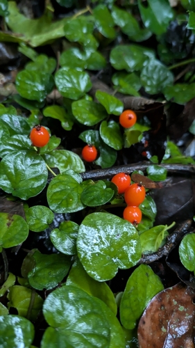 Image of Geophila repens by (c) Thibaud Aronson, some rights reserved (CC BY-SA)