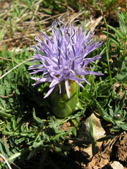Carthamus mitissimus