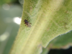 Nysius raphanus