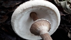 Macrolepiota colombiana
