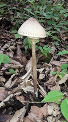 Macrolepiota colombiana