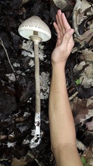 Macrolepiota colombiana