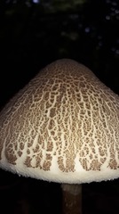 Macrolepiota colombiana
