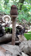 Macrolepiota colombiana