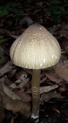 Macrolepiota colombiana