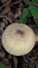 Macrolepiota colombiana