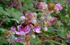 Delta unguiculatum