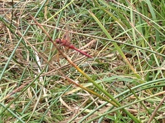 Sympetrum madidum