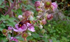 Delta unguiculatum