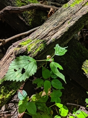 Lecanthus peduncularis