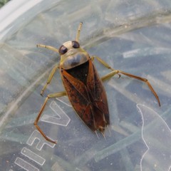 Notonecta maculata