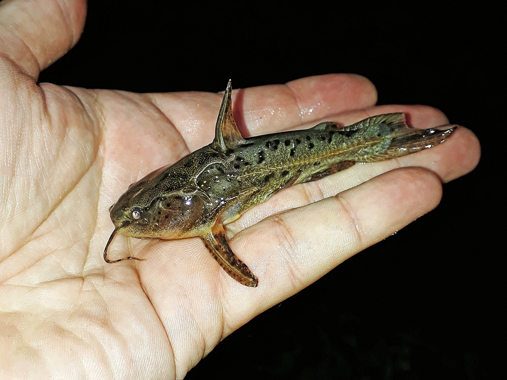 Talking Catfish