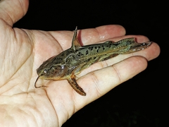 Talking Catfish photo 1