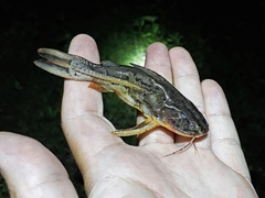 Talking Catfish photo 3