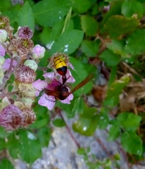 Delta unguiculatum